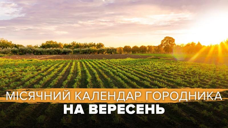 Вересневий посівний календар 2024: що варто висаджувати восени на городі - Рекомендації