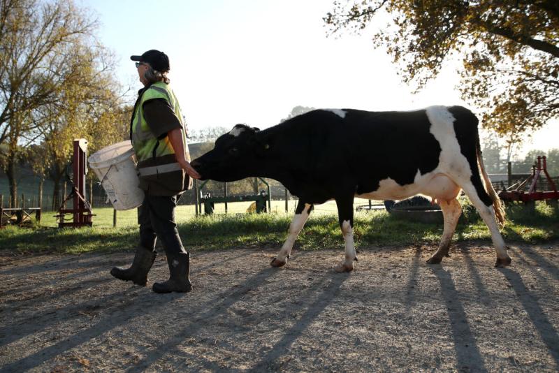 В Україні спостерігається значне зростання цін на молочні продукти, такі як молоко, сметана, сир та кефір. Які перспективи розвитку цінової ситуації в майбутньому?