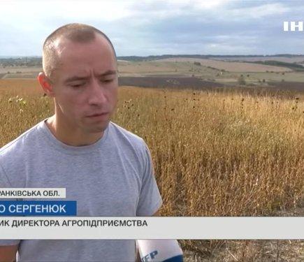 У Прикарпатті продовжуєтьсяHarvesting of sunflowers, buckwheat, and soybeans is in full swing.